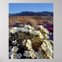USA, California, Anza-Borrego DSP. Dune evening 2