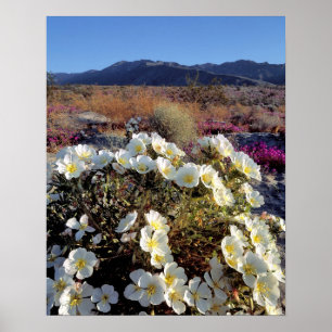 USA, California, Anza-Borrego DSP. Dune evening 2 Poster