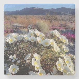 USA, California, Anza-Borrego DSP. Dune evening 2 Stone Coaster