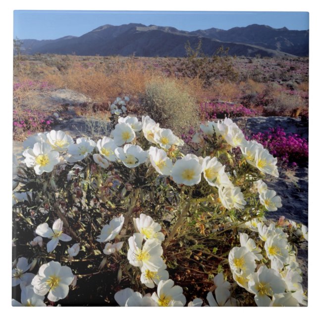 USA, California, Anza-Borrego DSP. Dune evening 2 Tile (Front)