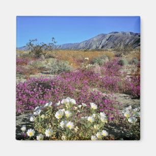 USA, California, Anza-Borrego DSP. Dune evening Magnet