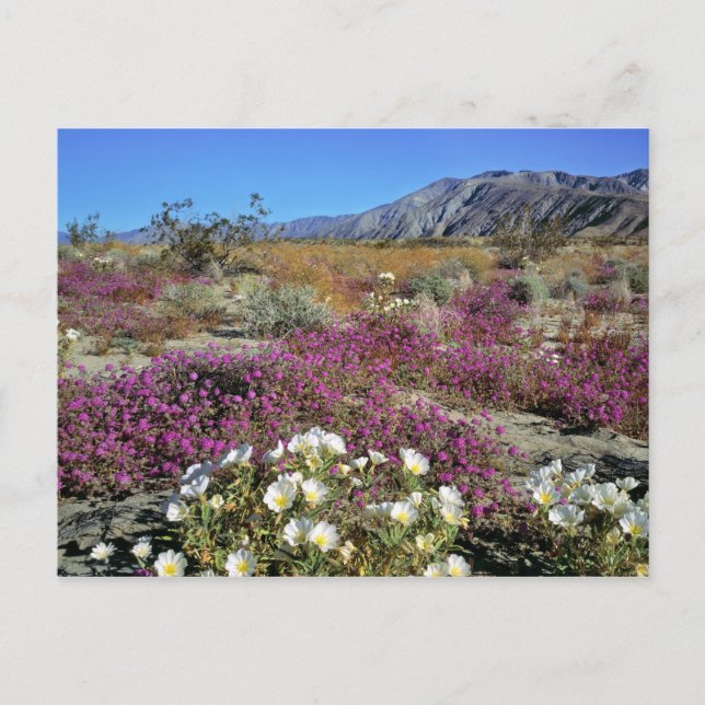 USA, California, Anza-Borrego DSP. Dune evening Postcard (Front)