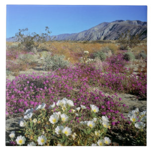 USA, California, Anza-Borrego DSP. Dune evening Tile