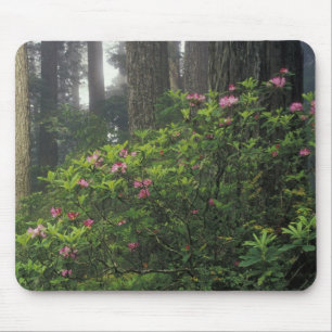 USA, California, Del Norte, Redwoods St. Park, Mouse Pad