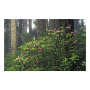 USA, California, Del Norte, Redwoods St. Park, Photo Print