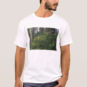 USA, California, Del Norte, Redwoods St. Park, T-Shirt