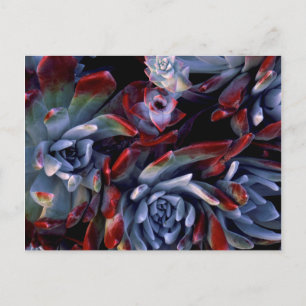 USA, California, Garrapata State Park Postcard