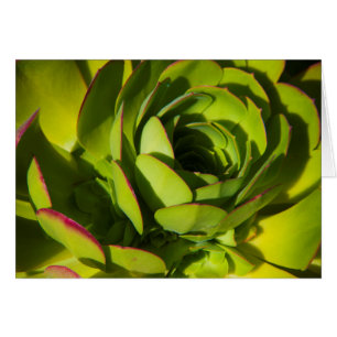 USA, California. Giant Lobelia Plant Close Up
