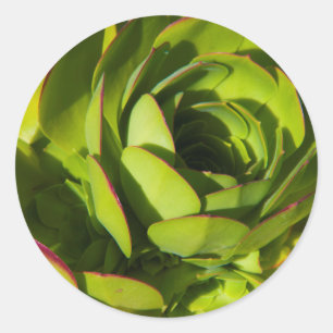 USA, California. Giant Lobelia Plant Close Up Classic Round Sticker