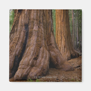 USA, California, Giant Sequoia tree Magnet