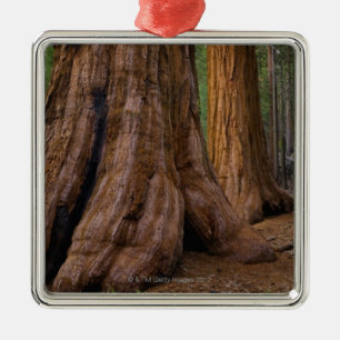 USA, California, Giant Sequoia tree Metal Ornament