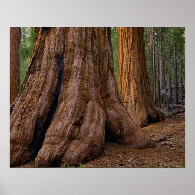 USA, California, Giant Sequoia tree Poster (Front)