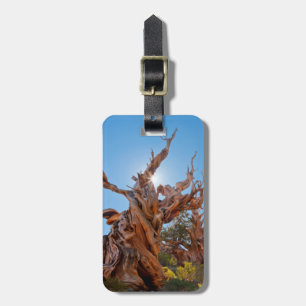 USA, California, Inyo National Forest 10 Luggage Tag