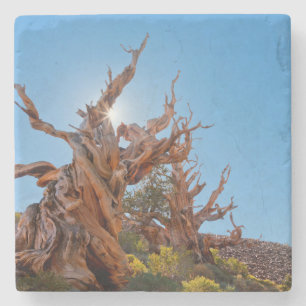 USA, California, Inyo National Forest 10 Stone Coaster