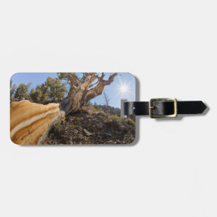 USA, California, Inyo National Forest 12 Luggage Tag