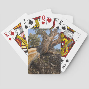 USA, California, Inyo National Forest 12 Playing Cards