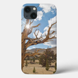 USA, California, Inyo National Forest 6 iPhone 13 Case