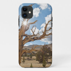 USA, California, Inyo National Forest 6 iPhone 11 Case