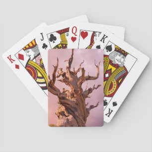 USA, California, Inyo National Forest 9 Playing Cards