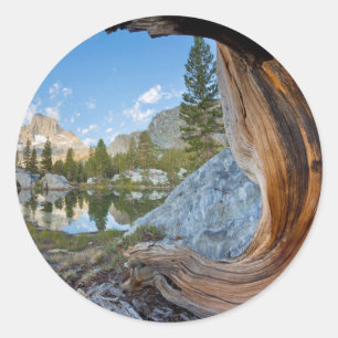 USA, California, Inyo National Forest. Old Pine Classic Round Sticker