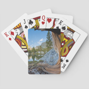 USA, California, Inyo National Forest. Old Pine Playing Cards