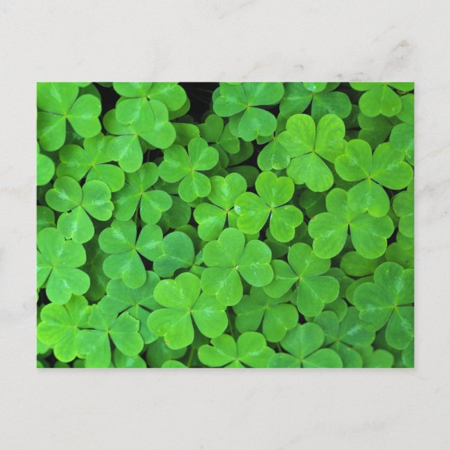 USA, California, Jedediah Smith Rewood SP. Postcard (Front)