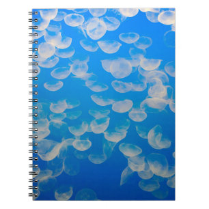 USA, California. Jellyfish In The Monterey Bay Notebook