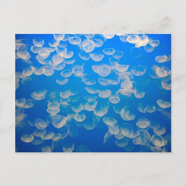 USA, California. Jellyfish In The Monterey Bay Postcard (Front)