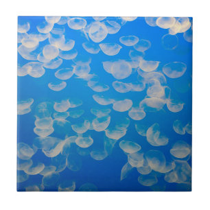 USA, California. Jellyfish In The Monterey Bay Tile