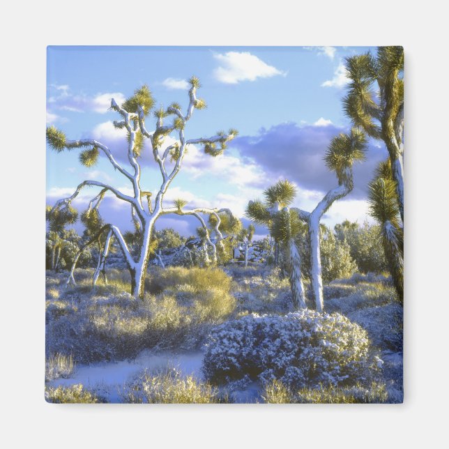 USA, California, Joshua Tree National Park. 2 Magnet (Front)