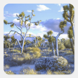 USA, California, Joshua Tree National Park. 2 Square Sticker