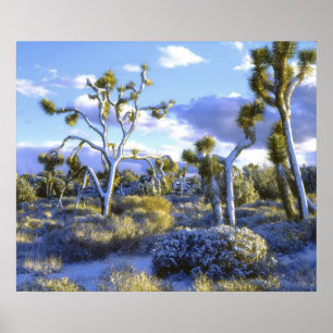 USA, California, Joshua Tree National Park. Poster