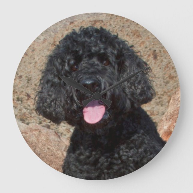 USA, California. Labradoodle Sitting Large Clock (Front)