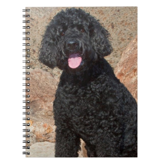 USA, California. Labradoodle Sitting Notebook (Front)