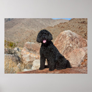 USA, California. Labradoodle Sitting Poster