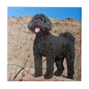 USA, California. Labradoodle Standing Ceramic Tile