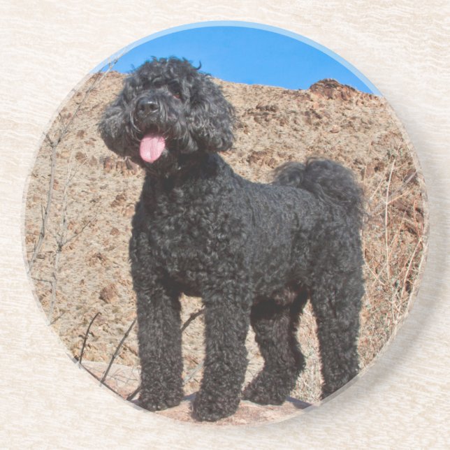 USA, California. Labradoodle Standing Coaster (Front)
