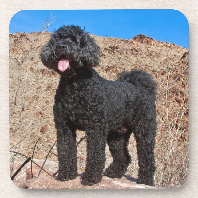 USA, California. Labradoodle Standing Coaster (Front)