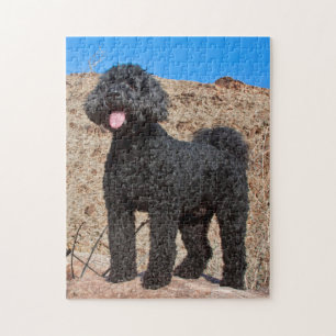 USA, California. Labradoodle Standing Jigsaw Puzzle
