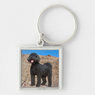 USA, California. Labradoodle Standing Key Ring