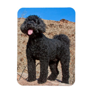 USA, California. Labradoodle Standing Magnet