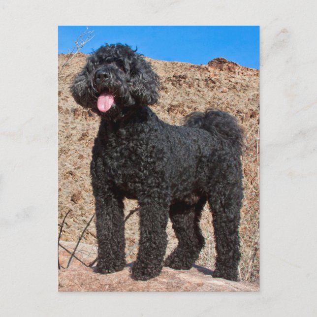 USA, California. Labradoodle Standing Postcard (Front)