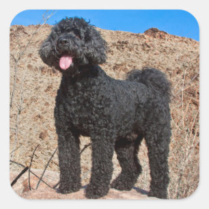 USA, California. Labradoodle Standing Square Sticker
