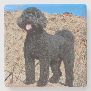 USA, California. Labradoodle Standing Stone Coaster