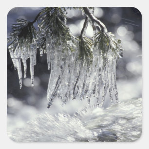 USA, California, Lake Tahoe. Icicles over Square Sticker