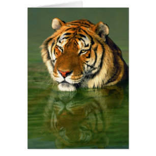 USA, California, Los Angeles County. Bengal
