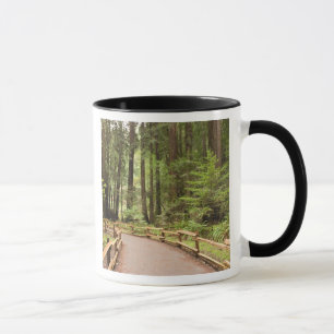 USA, California, Marin County, Muir Woods Mug