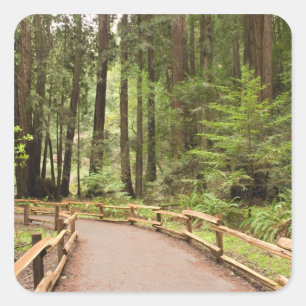 USA, California, Marin County, Muir Woods Square Sticker