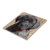 USA, California. Mastiff puppy looking at you. Ceramic Tile (Side)