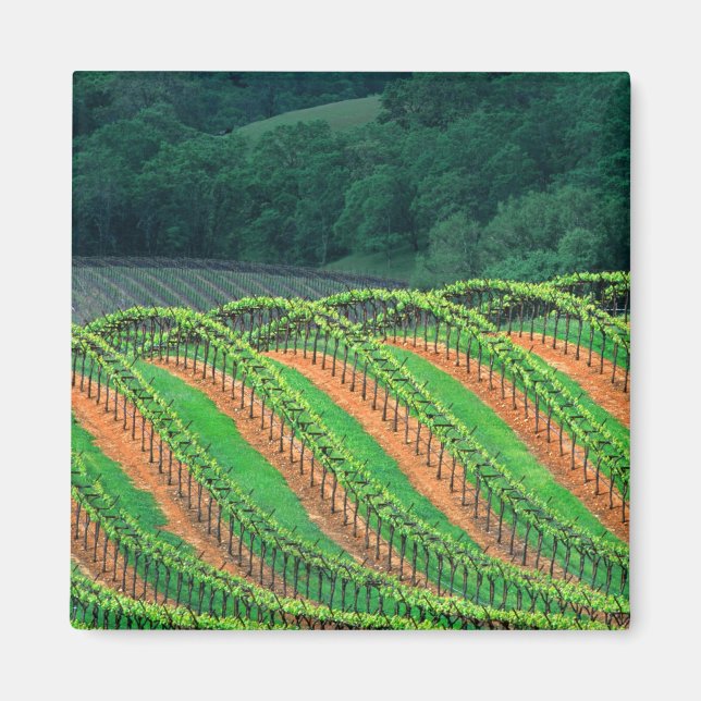 USA, California, Mendocino County, a trellised Magnet (Front)